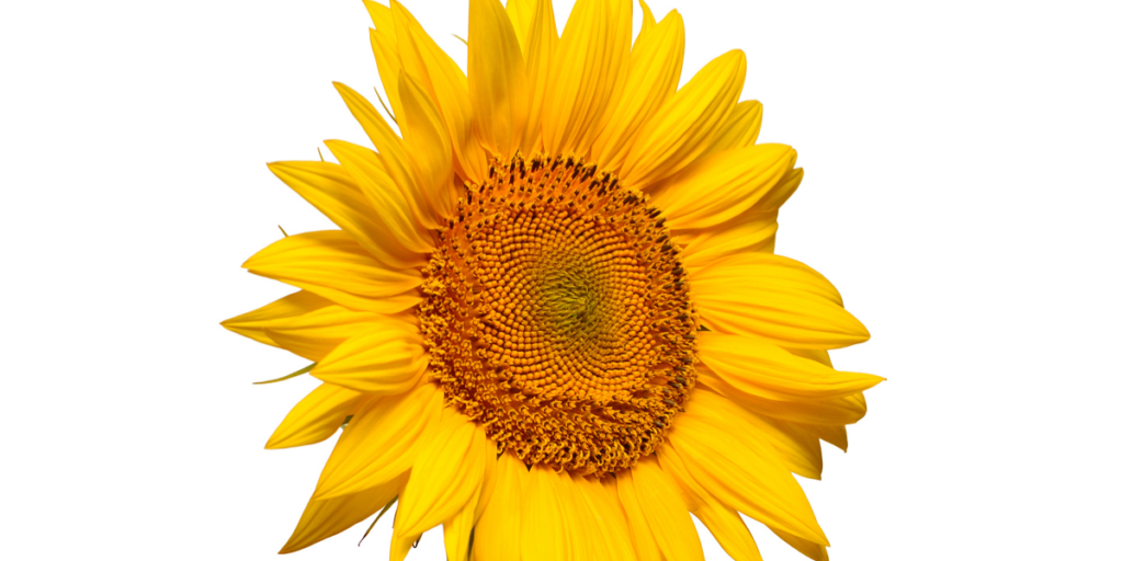 natural-ingredients-sunflower-lecithin